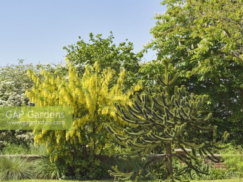 Laburnum anagyroides and Araucaria araucana - Laburnum and Monkey Puzzle tree in front garden