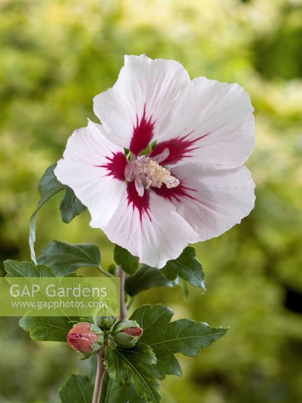 Hibiscus syriacus Hamabo, summer August
