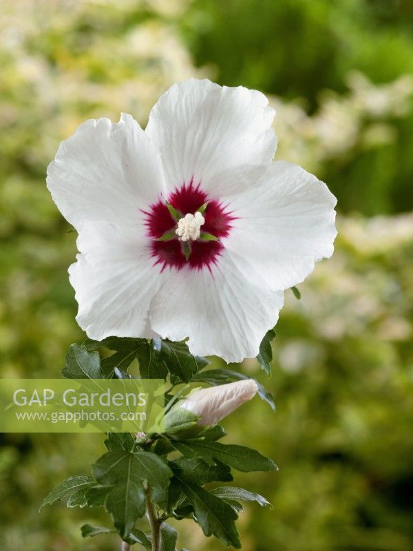 Hibiscus syriacus Red Heart, summer August