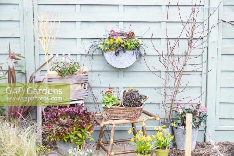 Metal container planted with Helleborus, Narcissus, Ivy, Ranunculus, Black mondo grass and Primulas hanging on fence with various containers on the floor beneath it