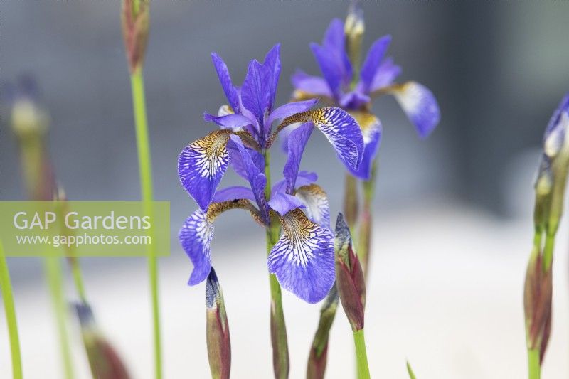 Iris sibirica 'Tropic Night' - Siberian Iris