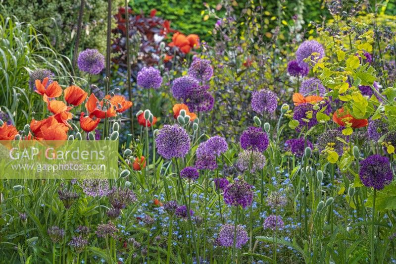 Allium 'Purple Sensation' and Papaver orientalis flowering in an informal country cottage garden border in Summer - May
