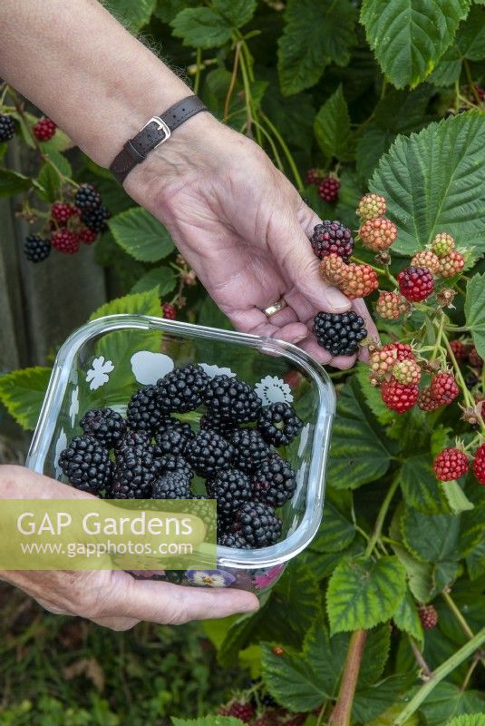 Picking thornless cultivated blackberries as the fruit ripens