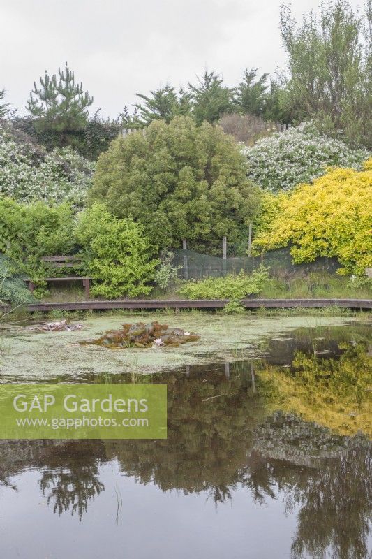 Informal pond with Nymphaea syn. water lilies. Flowering shrubs. Reflections. Wooden, painted garden seat. August. Summer.