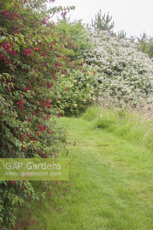 Hardy, flowering shrubs beside grass path. Fuchsia magellanica. August. Summer.