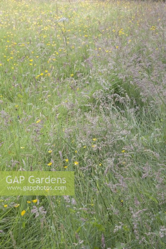 Wildflower meadow beside woodland. Ranunculus acris syn. meadow buttercup. Grasses.   August. Summer.