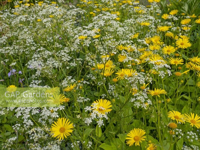 Doronicum pardalianches - leopard's bane and Anthriscus sylvestris cow parsley Late May Norfolk