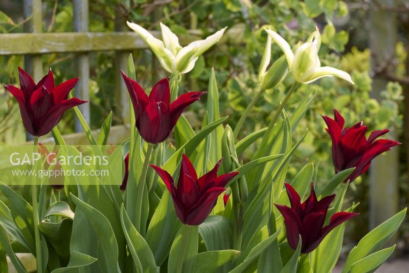 Tulipa 'Havran' with Tulipa 'Green Star'