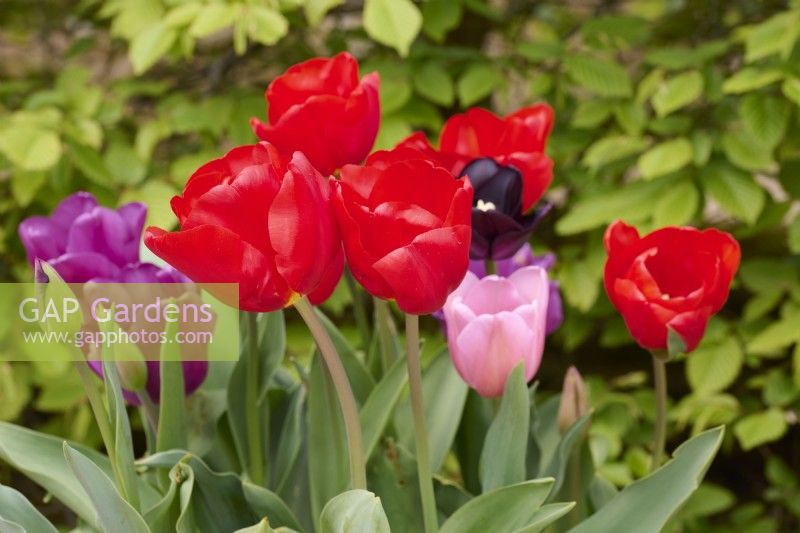 Tulipa 'Mastogne' with Tulipa 'Paul Scherer', Tulipa 'Passionale' and Tulipa 'Mistress'.