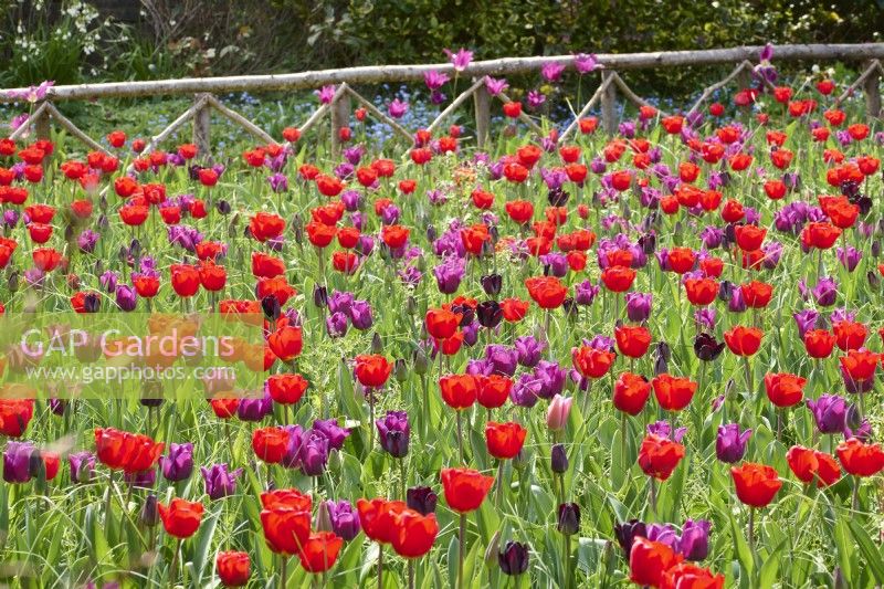Massed planting of Tulipa 'Bastogne', Tulipa 'Paul Scherer', Tulipa 'Passionale', and Tulipa 'Mistress' in a meadow with a rustic wooden fence.
