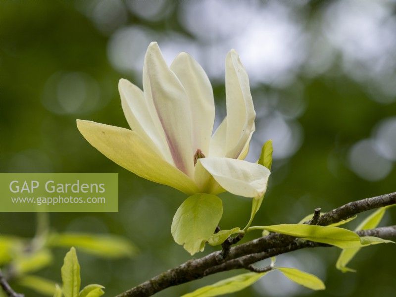 Magnolia 'Banana Split'