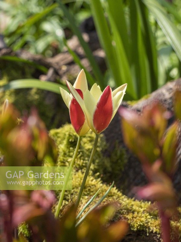 Tulipa clusiana 'Tinka' in woodland setting
