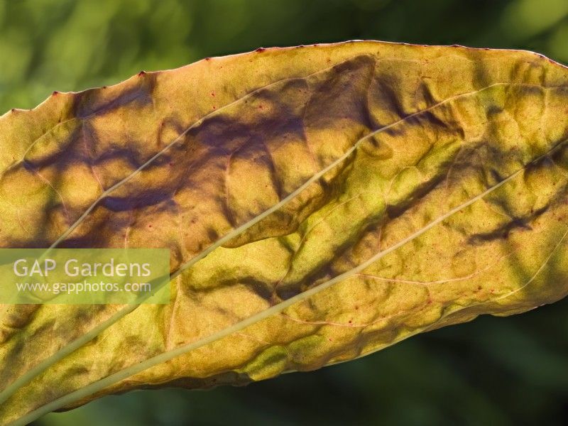Plantago major 'Atropurpurea' - sunlight through leaf