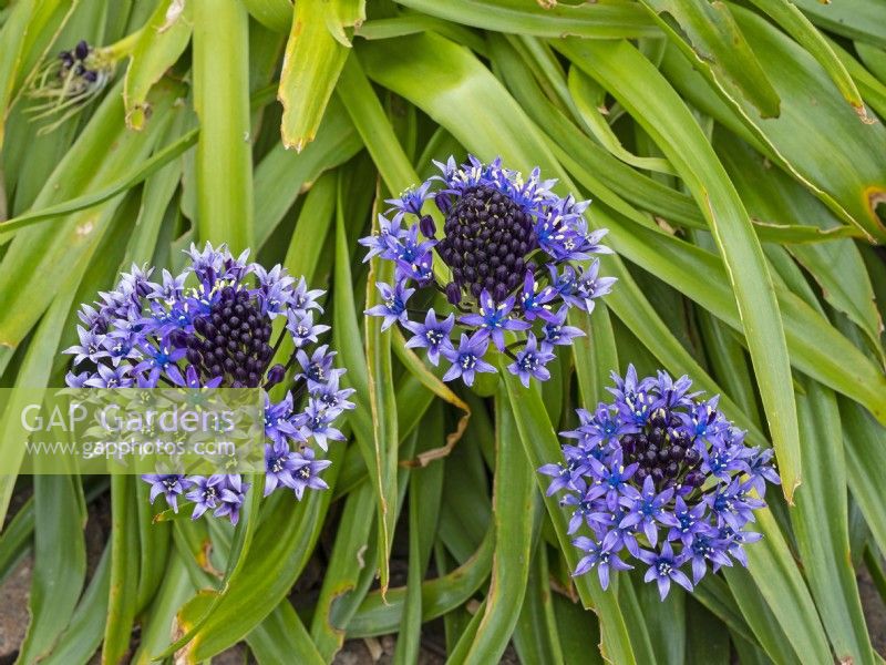 Scilla peruviana in flower or Portuguese squill Cuban lily May