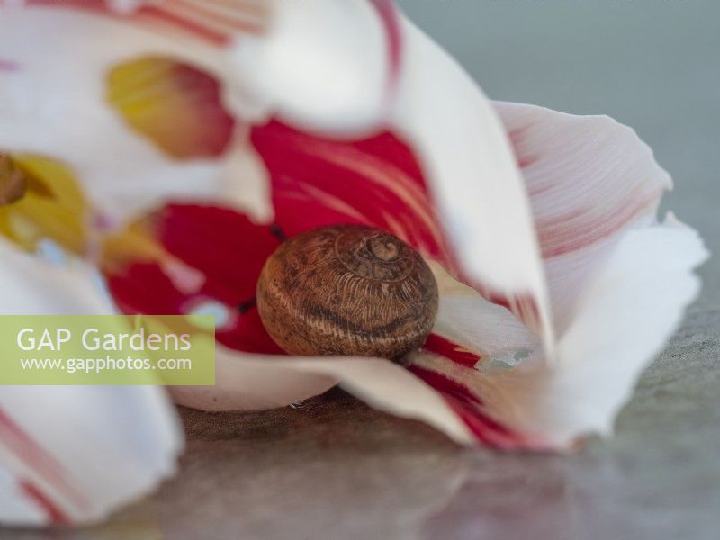 Snail in tulip petals