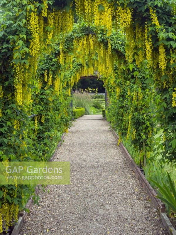 Laburnum anagyroides Tunnel late May