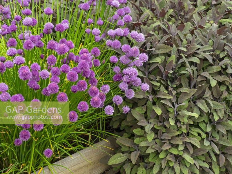 Allium schoenoprasum Chives and Purple Sage in herb garden