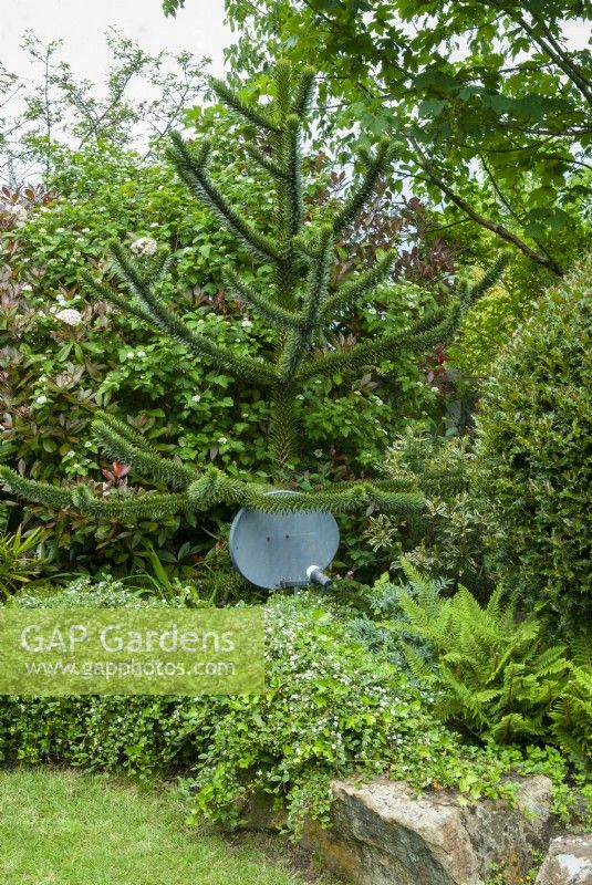 Digital TV dish in garden border at base of Araucaria araucana - Monkey Puzzle Tree - with accompanying shrubs, ferns and ground cover - Open Gardens Day, East Bergholt, Suffolk