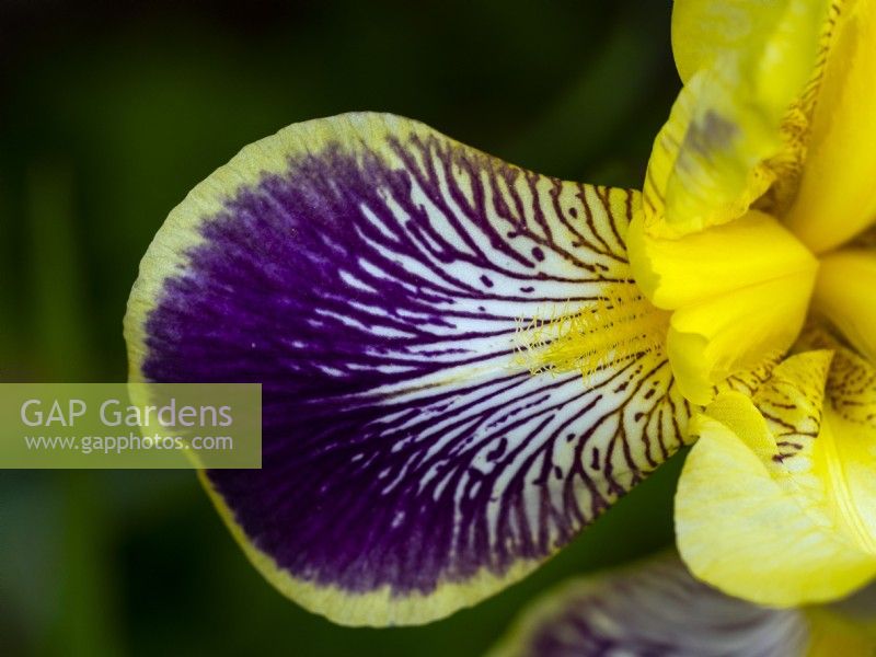 Iris x germanica 'Nibelungen'  Early June