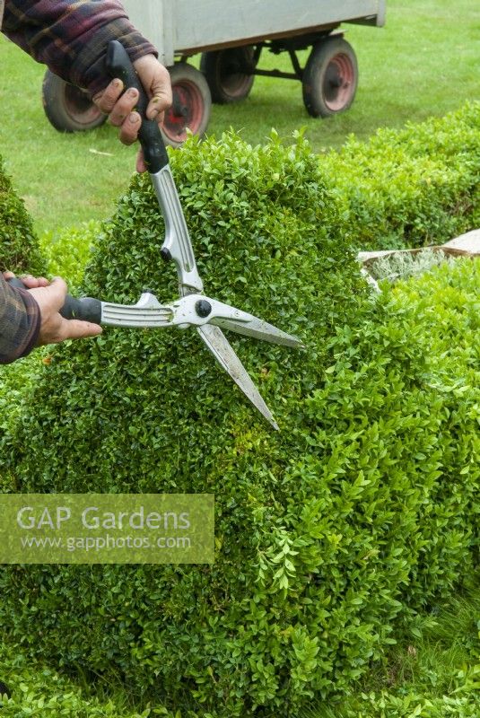 Trimming Buxus - Box - with hand shears