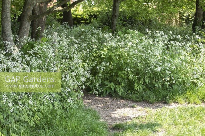 Anthriscus sylvestris Cow Parsley lining a 
shady footway