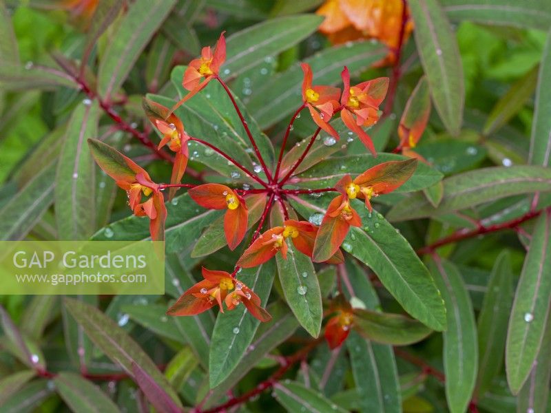 Euphorbia griffithii Griffith's spurge  after rain shower May Spring