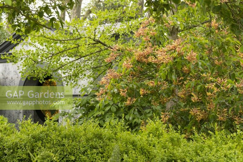 Aesculus x mutabilis 'pendiflora' next to a neo classical temple in the Myeloma UK - A Life Worth Living Garden designed by Chris Beardshaw at the RHS Chelsea Flower Show 2023