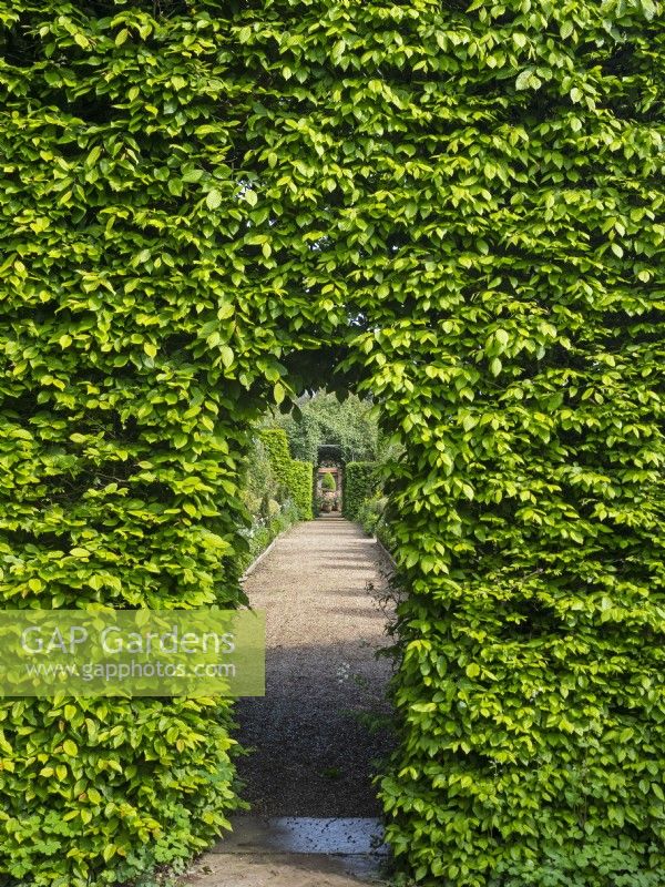 Hornbeam arch at East Ruston Old Vicarage Gardens, Norfolk May Spring