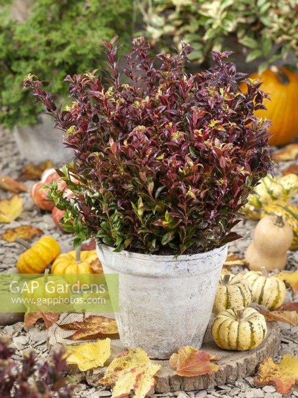 Leucothoe in pot, autumn October
