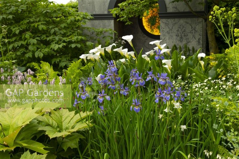  Iris siberica 'Silver Edge',  Zantedeschia Crowborough, Persicaria bistora 'Superba', Rodgersia podophylla  and Valeriana officinalis in front of a neo classical temple in the Myeloma UK -A Life Worth Living Garden designed by Chris Beardshaw