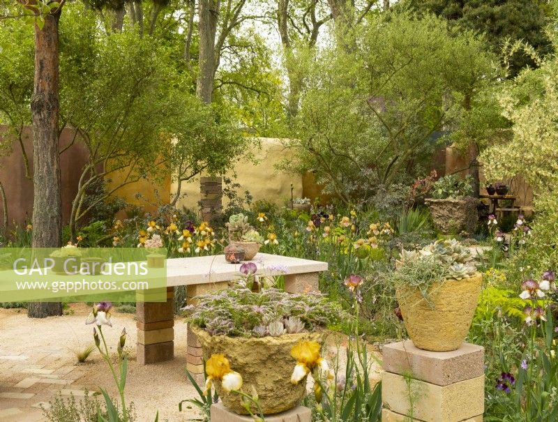 Succulents in containers and Benton Irises in the Nurture Landscapes Garden, a show garden designed by Sarah Price at the RHS Chelsea Flower Show 2023