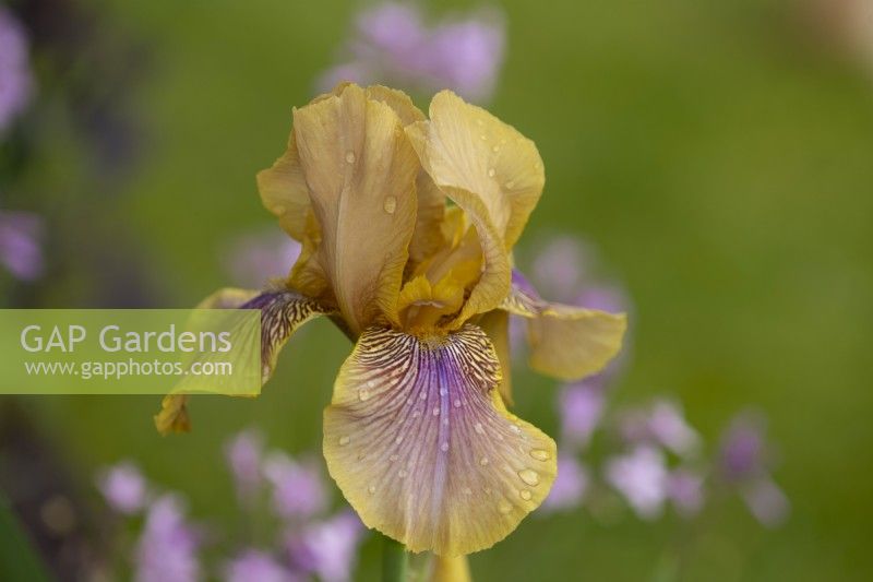 A close-up of Iris 'Benton Olive' in the Nurture Landscapes Garden, a show garden designed by Sarah Price at the RHS Chelsea Flower Show 2023