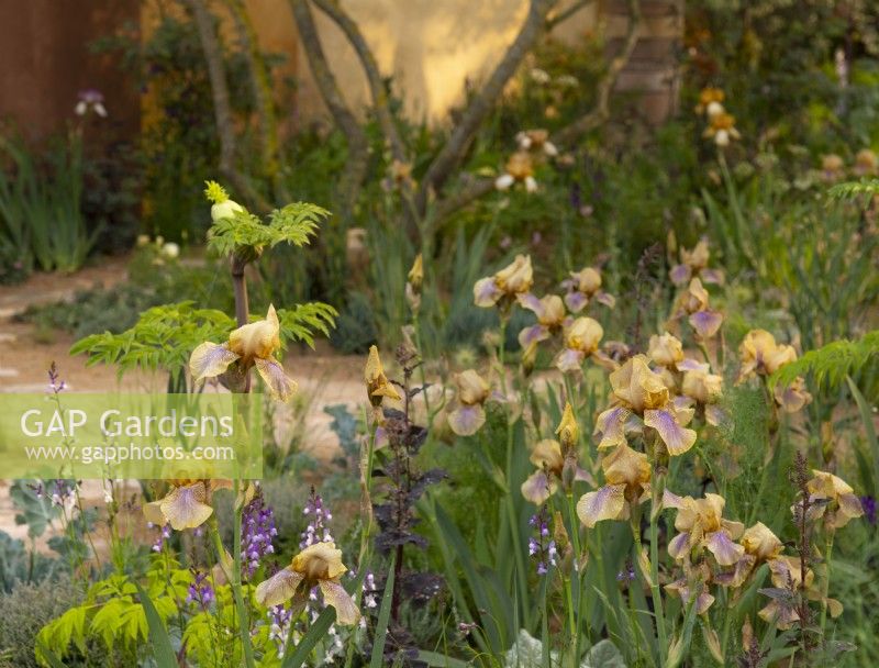 A  group of Iris 'Benton Olive' in the Nurture Landscapes Garden, a show garden designed by Sarah Price at the RHS Chelsea Flower Show 2023