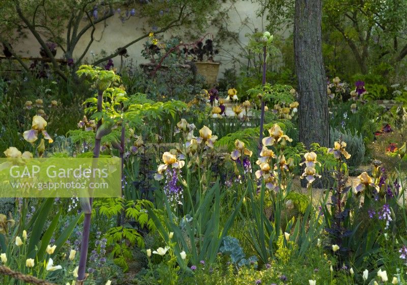 Bearded Benton Irises in the Nurture Landscapes Garden, a show garden designed by Sarah Price at the RHS Chelsea Flower Show 2023