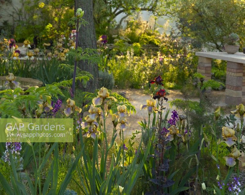 Benton Irises including 'Benton Olive' in the Nurture Landscapes Garden, a show garden designed by Sarah Price at the RHS Chelsea Flower Show 2023