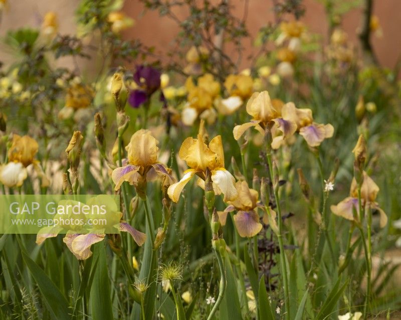 Iris 'Benton Olive' and Iris 'Benton Susan' in the Nurture Landscapes Garden, a show garden designed by Sarah Price at the RHS Chelsea Flower Show 2023