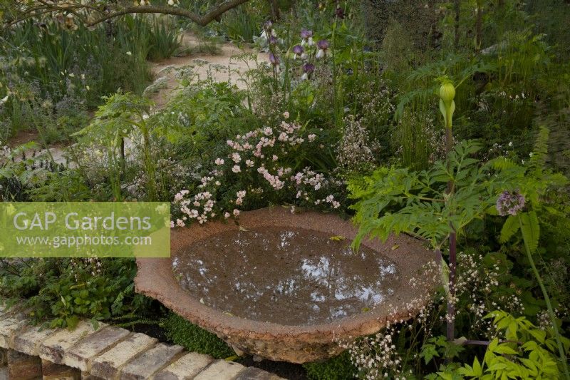 Rosa 'Nozomi' and Saxifrga umbrosa around a waterfilled bowl in the Nurture Landscapes Garden, a show garden designed by Sarah Price at the RHS Chelsea Flower Show 2023