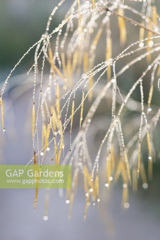 Stipa gigantea - Seedheads with water droplets