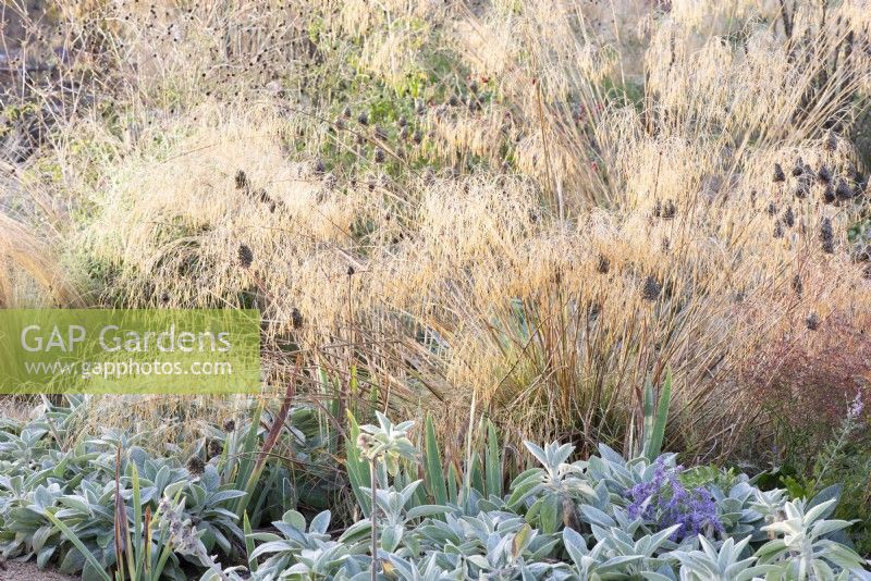 View of a bed in the Mediterranean area in the contemporary walled Paradise Garden, in Autumn. Planting includes Stipa gigantea, Allium sphaerocephalon and Stachys byzantina 'Big Ears' 