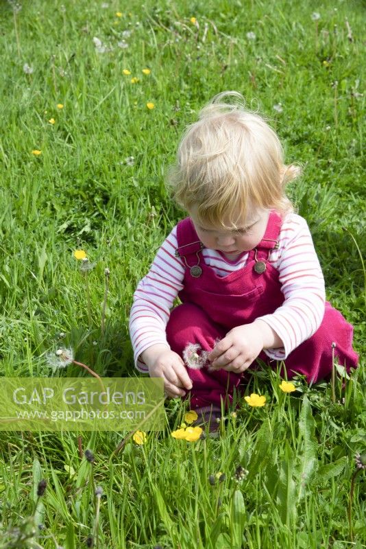 Toddler investigating a dandelion seed head in Spring