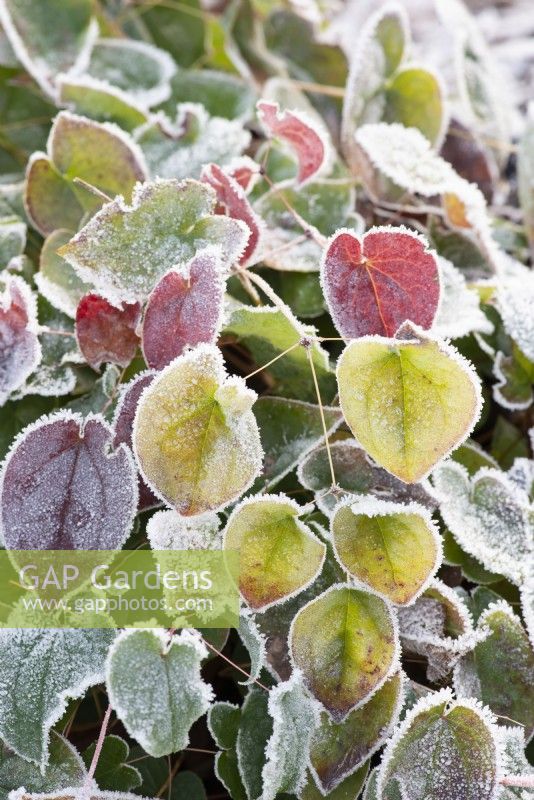 Frost on Epimedium leaves