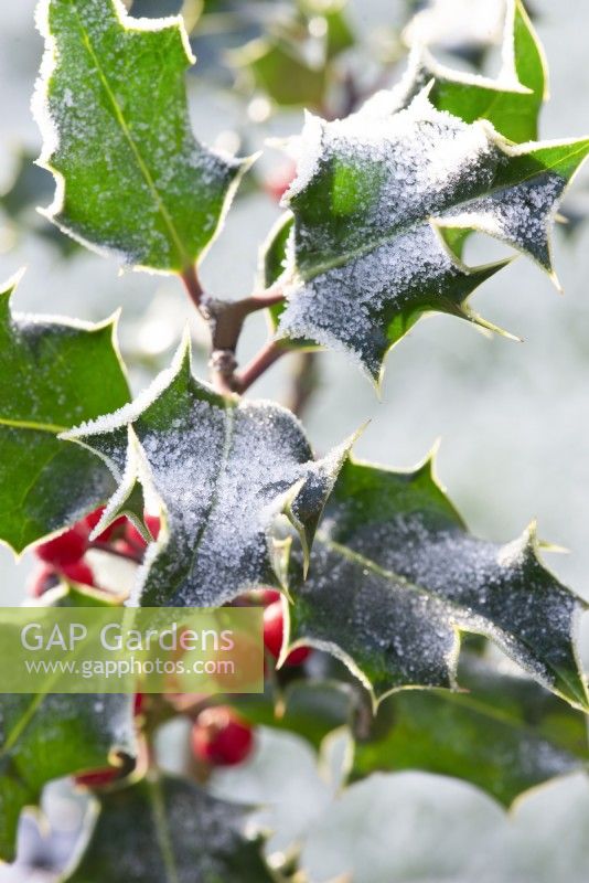 Frosted Ilex leaves and berries