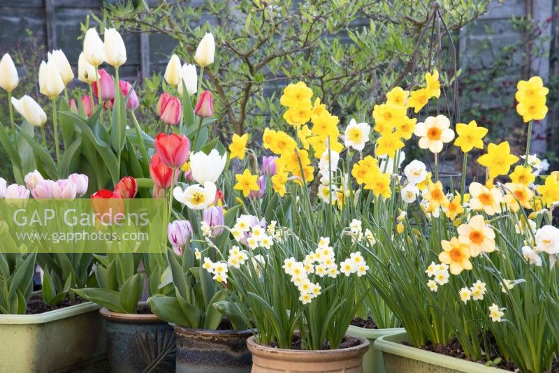 Display of pots in Spring with Tulips and Daffodils