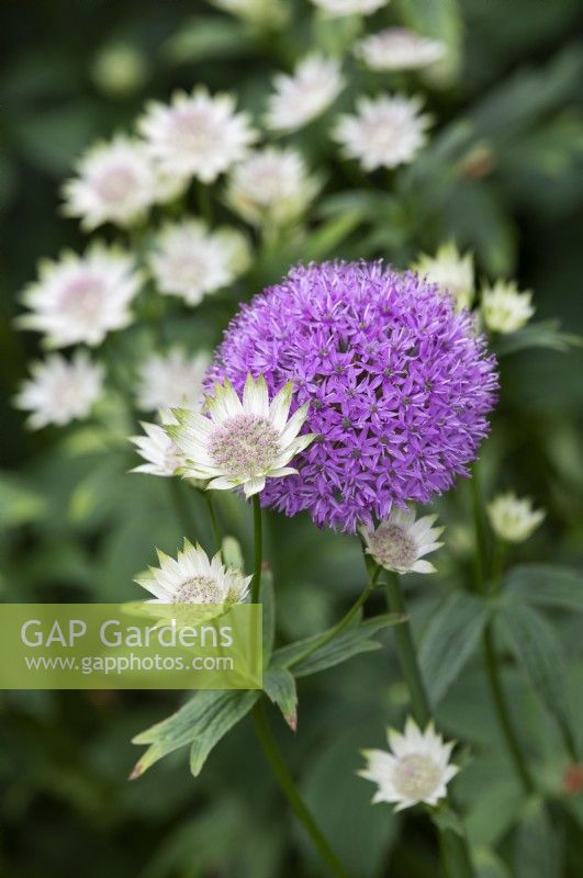 Astrantia Buckland and Allium 'Purple Sensation' - Masterwort and Ornamental onion