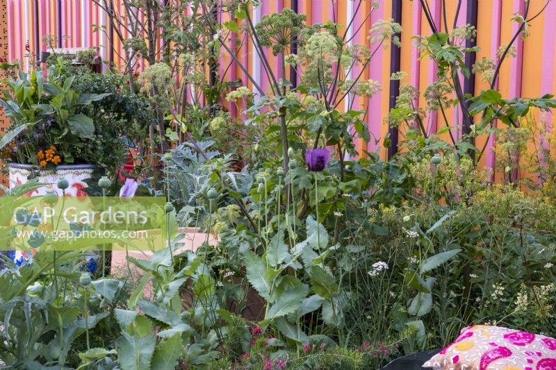 A riot of colour in commuity garden, plants include: Papaver somniferum,Angelica archangelica and Cynara cardunculus.  RHS and Eastern Eye Garden of Unity. Designer: Manoj Malde