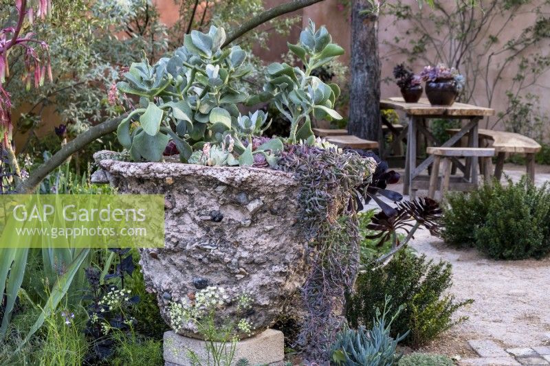 Cotyledon orbiculata  in a hand-made pot in 'The Nurture Landscapes Garden, Gold winner Chelsea 2023.  Designer: Sarah Price