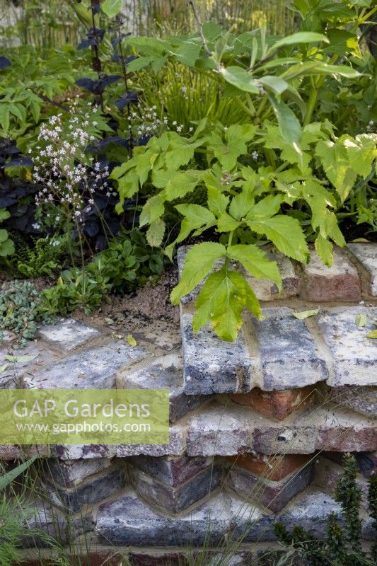 Detail of the brick work with Saxifraga umbrosa/urbium and Angelica archangelica on top of the wall.  The Nurture Landscapes Garden, Gold winner Chelsea 2023. Designer: Sarah Price