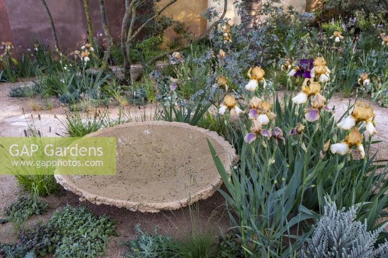 Iris 'Benton Olive' and 'Benton Susan' growing besides a hand made water bowl. The Nurture Landscapes Garden,Gold winner Chelsea 2023.  Designer: Sarah Price