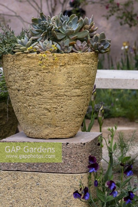 Echeveria glauca 'Silver Lining' growing in a hand-made planter with Laythrus odoratus 'Cedric Morris' at the base.The Nurture Landscapes Garden, Gold winner Chelsea 2023 Designer: Sarah Price