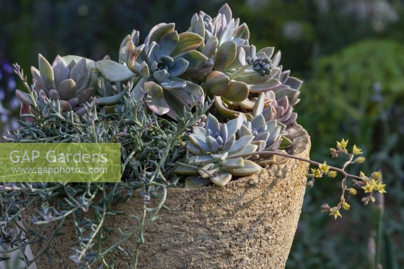 Rosettes of Echeveria glauca brimming over the edge of handmade planter. The Nurture Landscape Garden, Gold winner Chelsea 2023. Designer: Sarah Price